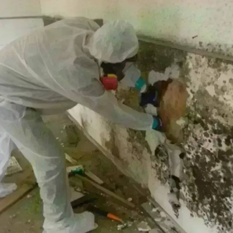 Mold Remediation and Removal in Ashley, PA